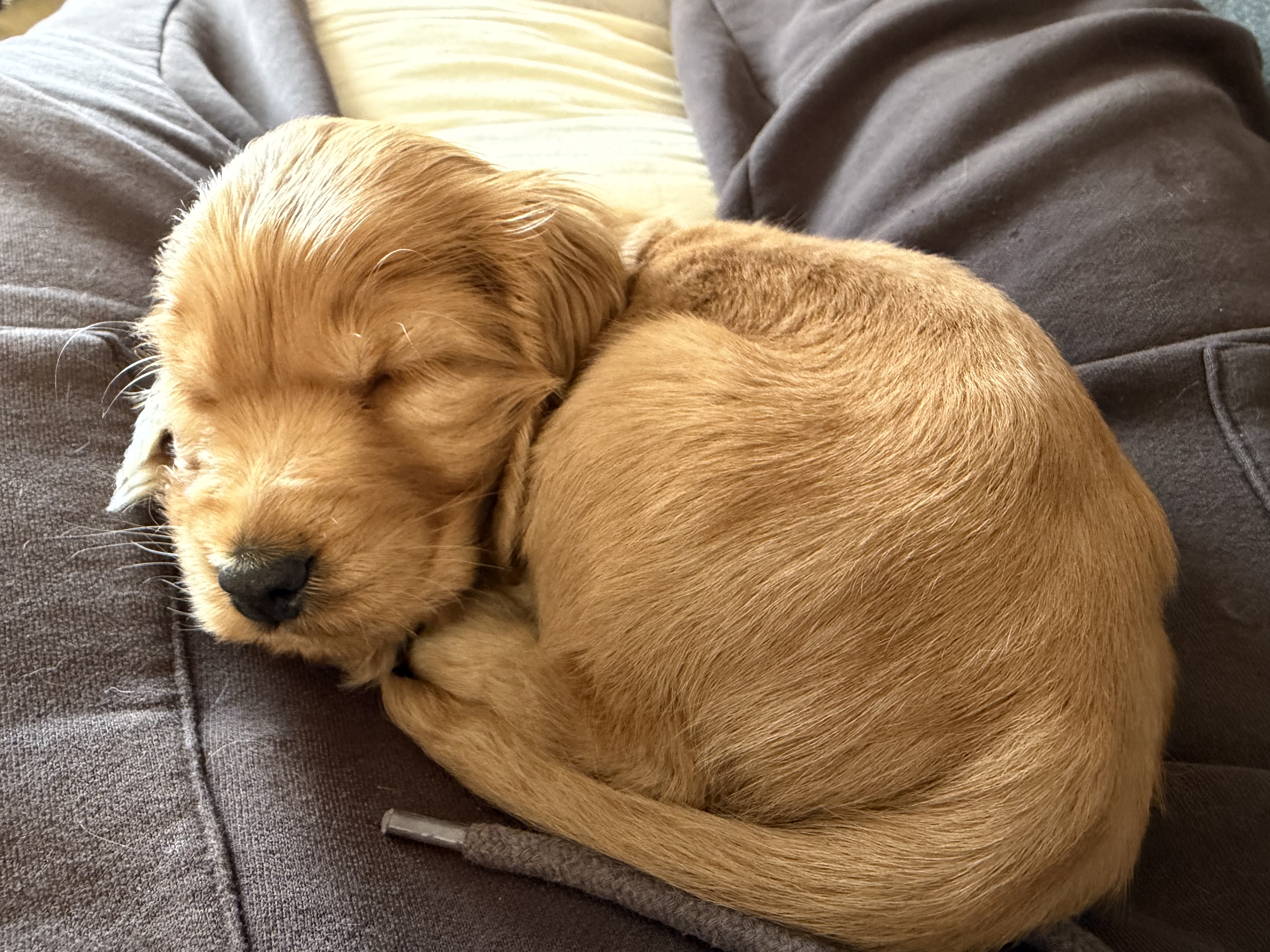 A new member of the family, Newt.